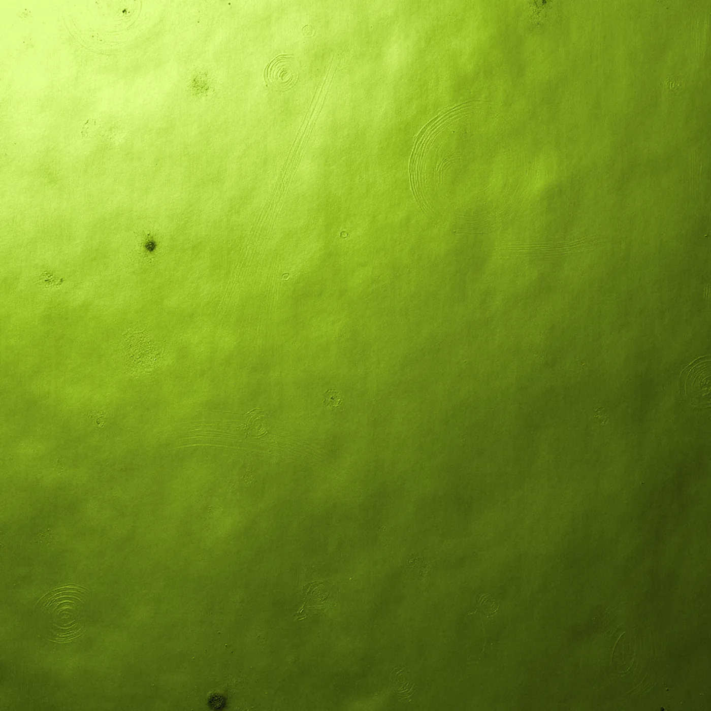 A flat sheet of material under an even lime gel, before quartering